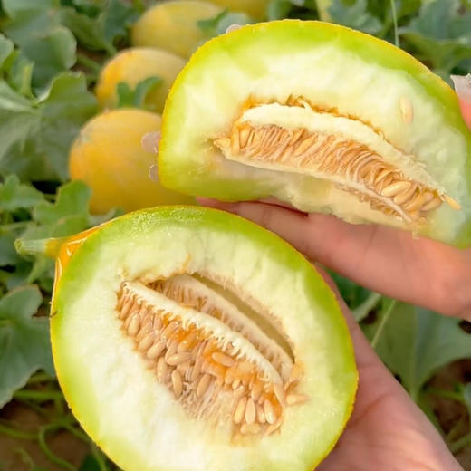 【聚划算】11.9元3斤  华莱士蜜瓜 商品图1