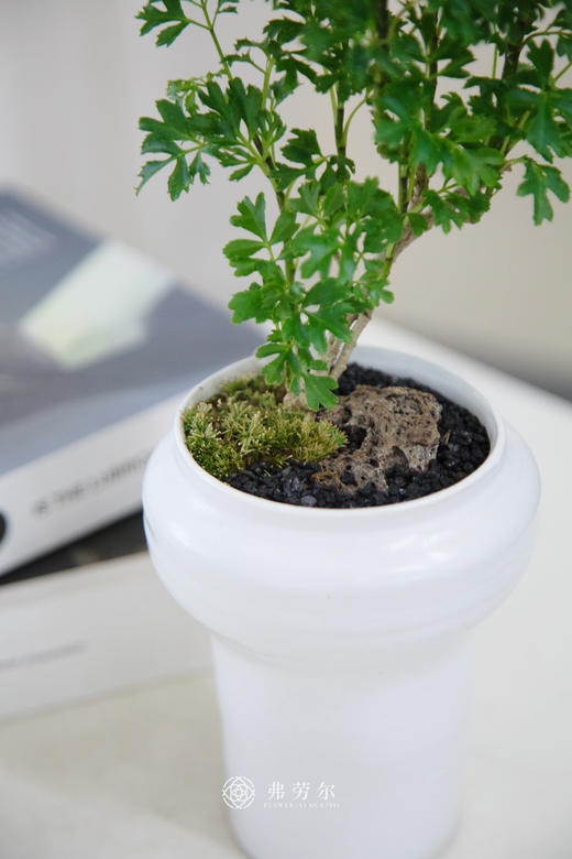 芹叶福禄桐 商品图2