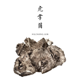 来自三江并流腹地 云南最后的秘境 迪庆维西野生新鲜虎掌菌