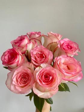 国产单头玫瑰花艾莎玫瑰10支