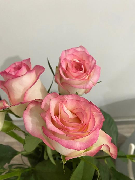 国产单头玫瑰花艾莎玫瑰10支 商品图5