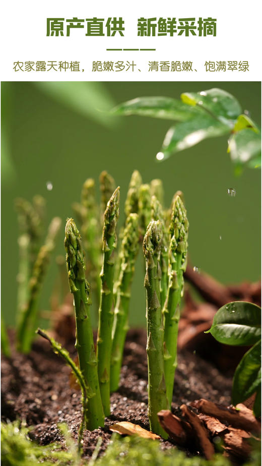 特级生态芦笋(2斤）有机标准（转换期） 商品图2