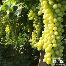 疆小提 新疆 无核白葡萄 十年深耕 颗颗精品 脆甜多汁 （加送保鲜袋）
