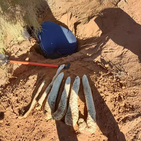 正安荒漠肉苁蓉 甄选阿拉善鲜品肉苁蓉 冬补养身，润补之选  冷链运输 保鲜送达1500g/箱