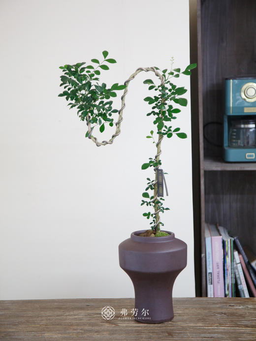 文人九里香 商品图0