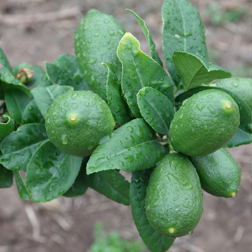 有机无籽香水柠檬 商品图5