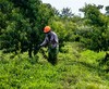 平谷千亩梯田有机大桃 脆甜多汁 ||顺丰包邮 新鲜采摘 |基地直发 商品缩略图7