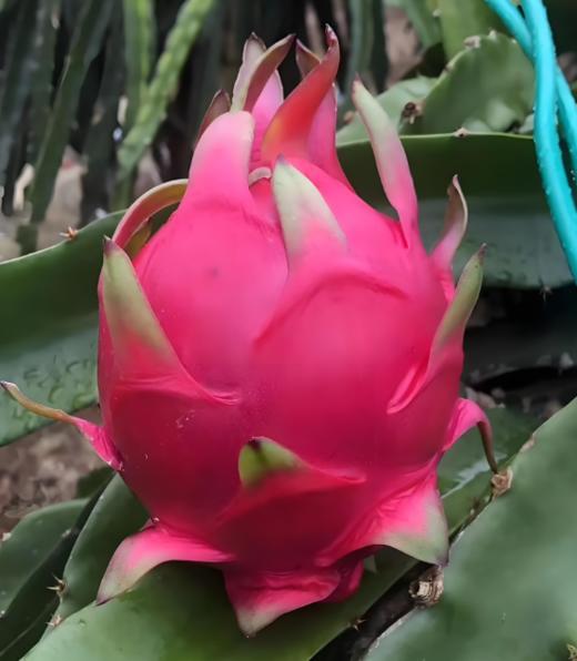 桂红龙国产红心火龙果 商品图0