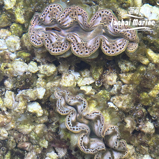 人工番红砗磲-棕色（滤水） 商品图3