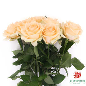 【限时特惠】蜜桃雪山*120枝（荷冠长度随机发 不包邮）