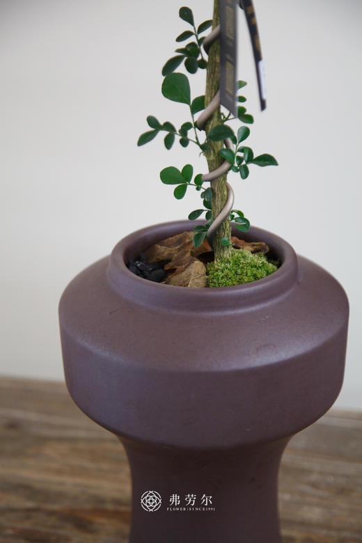 文人九里香 商品图2