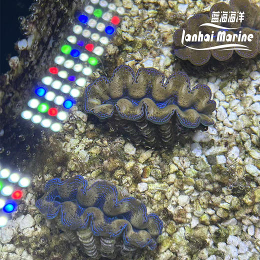 人工番红砗磲-蓝色（滤水） 商品图2