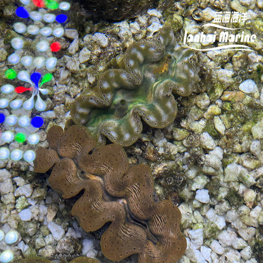 人工番红砗磲-棕色（滤水） 商品图2