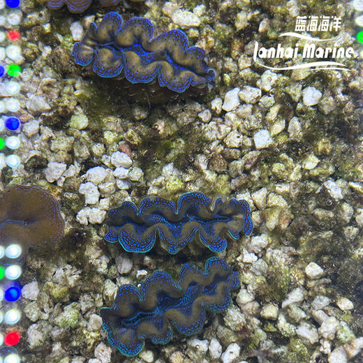 人工番红砗磲-蓝色（滤水） 商品图1