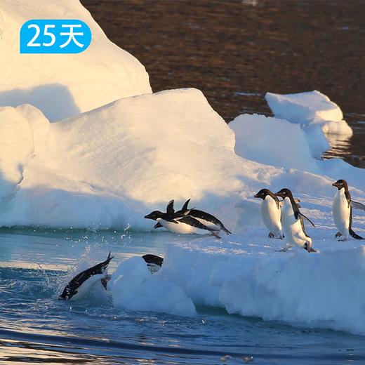 【摩森号】深入南极圈：罗斯海极地探险 25日 商品图0