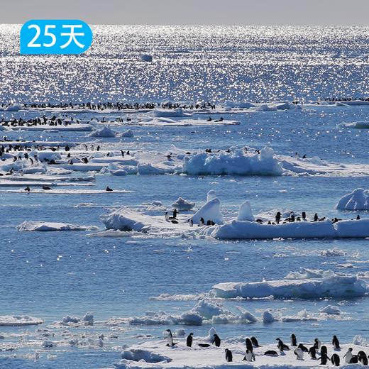 【摩森号】深入南极圈：罗斯海极地探险 25日 商品图3