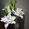 精品百合北极星百合5支 商品缩略图4