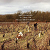 【金丘·上伯恩丘AOC】法国约瑟夫庄园上伯恩丘老藤干红葡萄酒 13%vol 商品缩略图4
