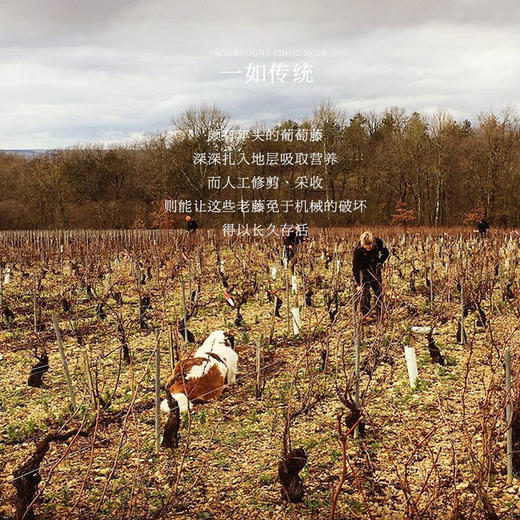 【金丘·上伯恩丘AOC】法国约瑟夫庄园上伯恩丘老藤干红葡萄酒 13%vol 商品图4