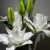 精品百合北极星百合5支 商品缩略图3