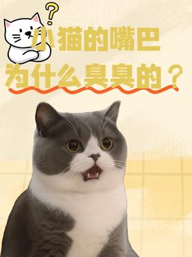 🐈小猫的嘴巴为什么臭臭的❓