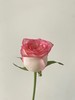 国产单头玫瑰花艾莎玫瑰10支 商品缩略图2