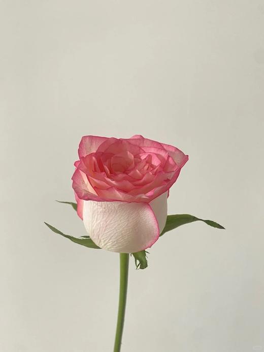 国产单头玫瑰花艾莎玫瑰10支 商品图2