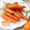 有机胡萝卜（基地直发-顺丰包邮） | 3斤，5斤，来自云南昆明，生产者：王建钧【合作生产，公平贸易 商品缩略图3
