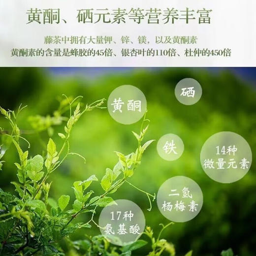 蓝培 青钱藤茶 36g 商品图2