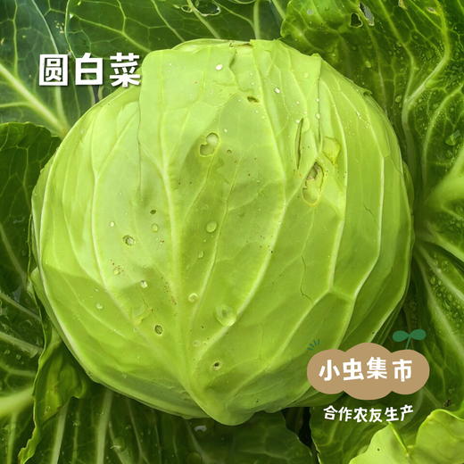 野菜夫人蔬菜套餐（圆白菜（包菜）/娃娃菜/土豆/洋葱/胡萝卜/花菜/紫甘蓝）5斤 | 合作农友生产，来自河北张家口，生产者：李鹏飞 *【公平贸易农人定价】 商品图3