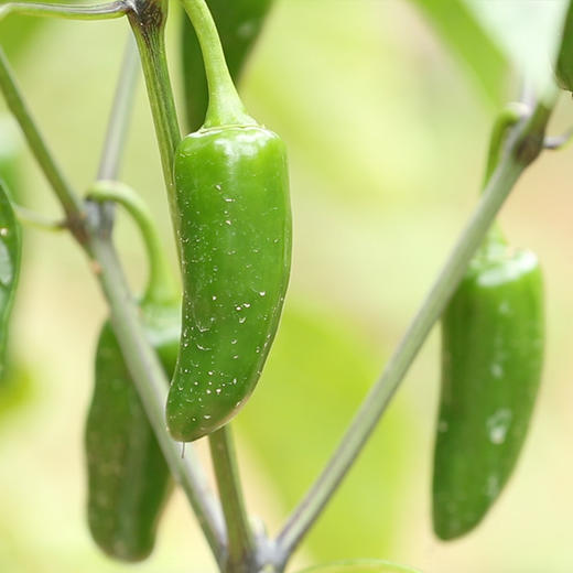 【统一采摘发货】五峰新鲜辣椒3/5斤（墨西哥辣椒/港椒） 商品图4