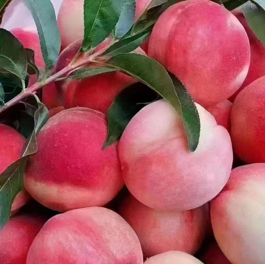 【聚划算】13.8元2斤 北京七号水蜜桃 商品图0