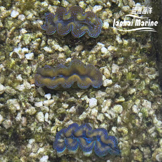 人工番红砗磲-蓝色（滤水） 商品图3