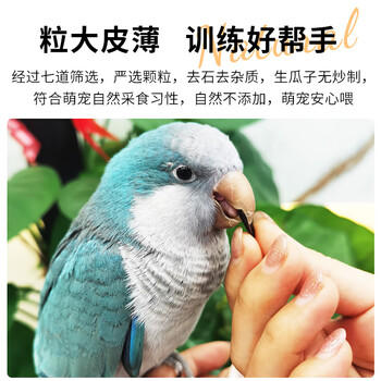 开元小油葵瓜子鹦鹉零食磨牙粮食金丝熊饲料鸟食黑珍珠瓜籽虎皮玄凤 商品图5