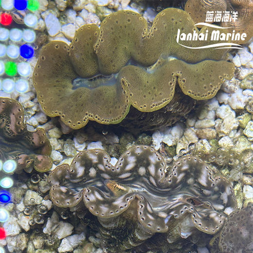 人工番红砗磲-棕色（滤水） 商品图5