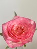 国产单头玫瑰花艾莎玫瑰10支 商品缩略图4