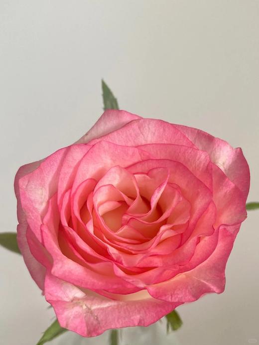 国产单头玫瑰花艾莎玫瑰10支 商品图4