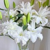 精品百合北极星百合5支 商品缩略图2