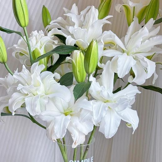 精品百合北极星百合5支 商品图2