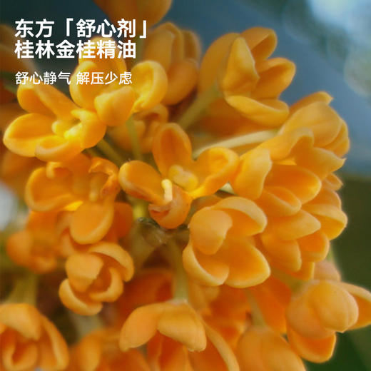 REVER乐若 金桂舒心泡脚包 泡脚球足浴包泡脚养足滑肤 商品图3