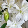 精品百合北极星百合5支 商品缩略图1