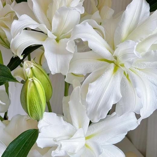 精品百合北极星百合5支 商品图1