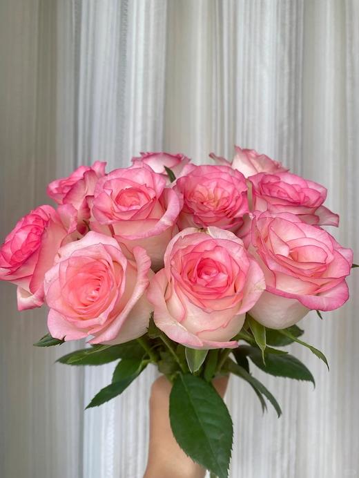 国产单头玫瑰花艾莎玫瑰10支 商品图1