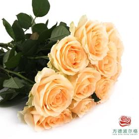 【限时加量】蜜桃雪山付10扎得12扎！开抢（荷冠长度随机）不包邮