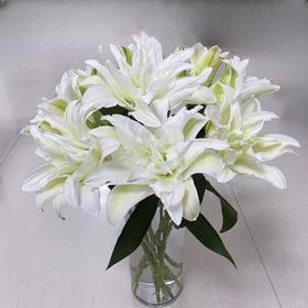 精品百合北极星百合5支