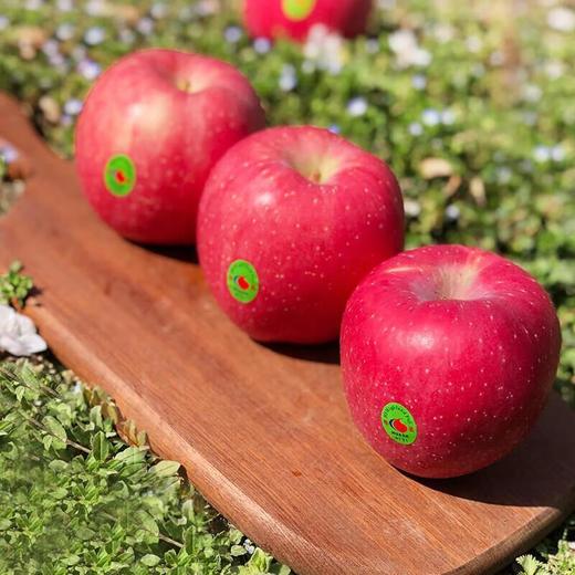 陕西华圣苹果12粒 约2.5Kg/份 商品图2