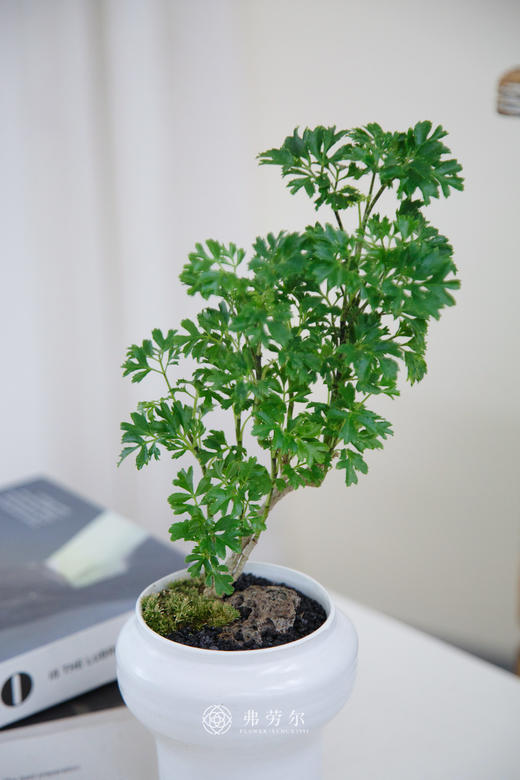 芹叶福禄桐 商品图1