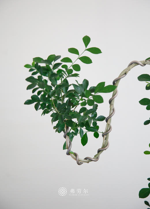 文人九里香 商品图1