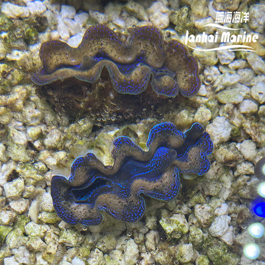 人工番红砗磲-蓝色（滤水） 商品图9