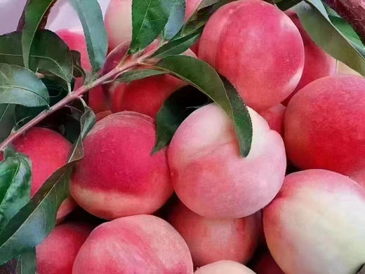 【聚划算】13.8元2斤 北京七号水蜜桃 商品图2